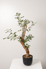 12 発根済  commiphora orbicularis コミフォラ オルビクラリス