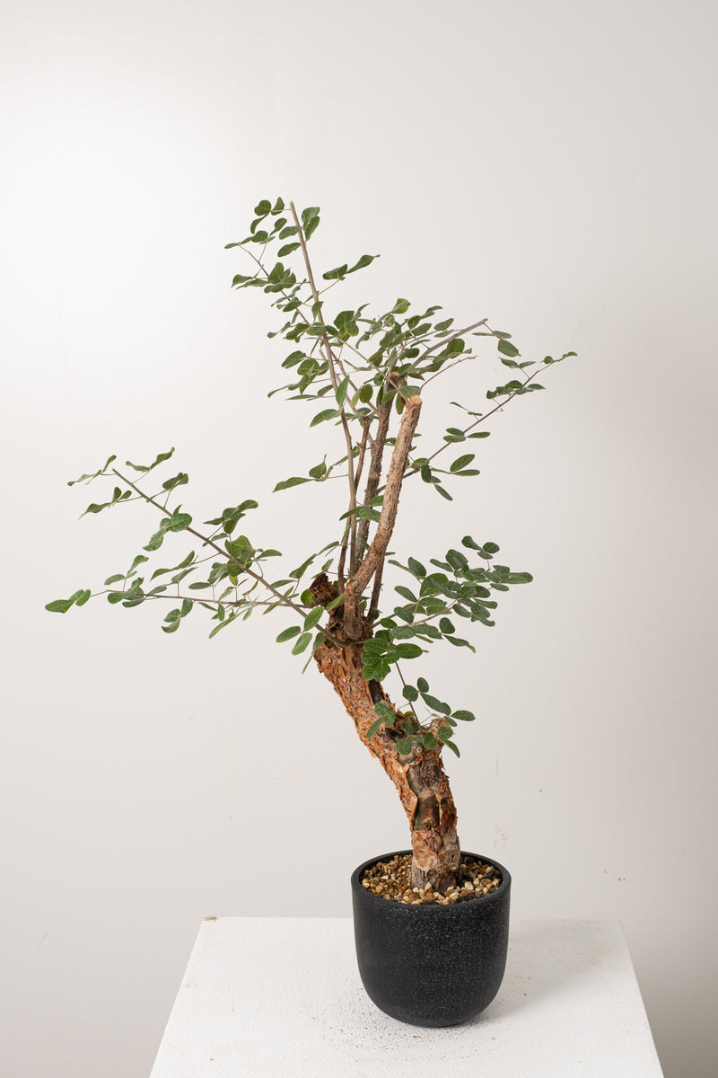 12 発根済  commiphora orbicularis コミフォラ オルビクラリス
