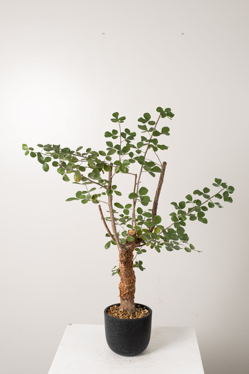12 発根済  commiphora orbicularis コミフォラ オルビクラリス