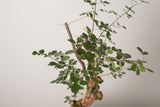 12 発根済  commiphora orbicularis コミフォラ オルビクラリス