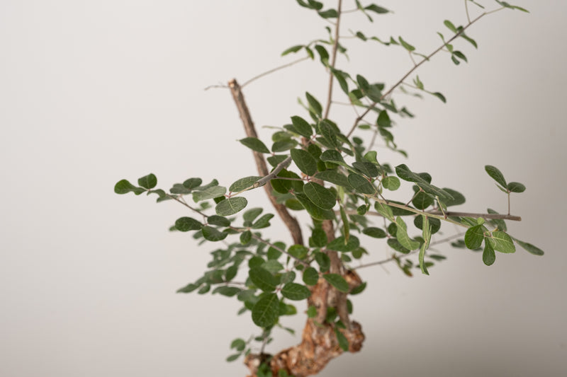 12 発根済  commiphora orbicularis コミフォラ オルビクラリス