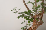 12 発根済  commiphora orbicularis コミフォラ オルビクラリス