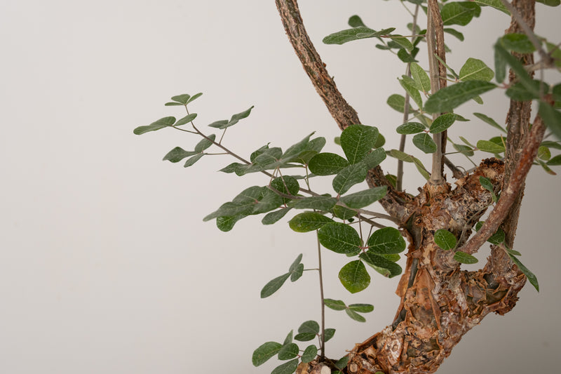 12 発根済  commiphora orbicularis コミフォラ オルビクラリス