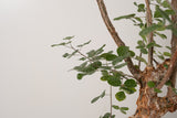 12 発根済  commiphora orbicularis コミフォラ オルビクラリス