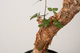 12 発根済  commiphora orbicularis コミフォラ オルビクラリス