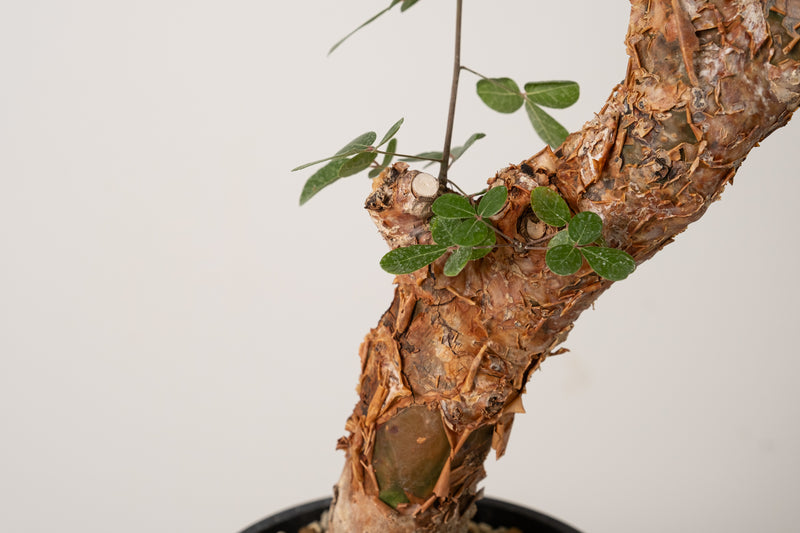 12 発根済  commiphora orbicularis コミフォラ オルビクラリス