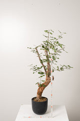 12 発根済  commiphora orbicularis コミフォラ オルビクラリス