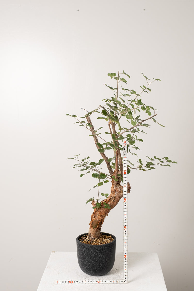 12 発根済  commiphora orbicularis コミフォラ オルビクラリス