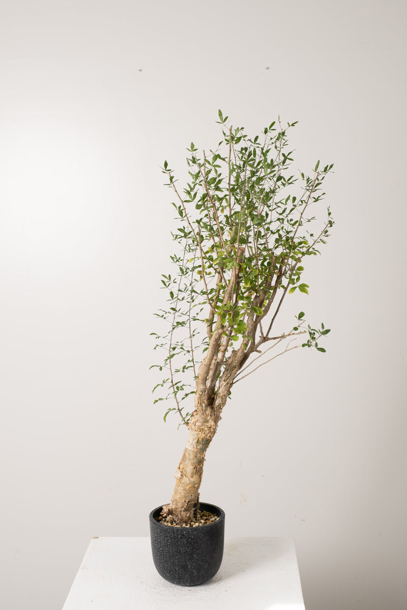 7 発根済  commiphora humbertii　コミフォラ フンベルティ