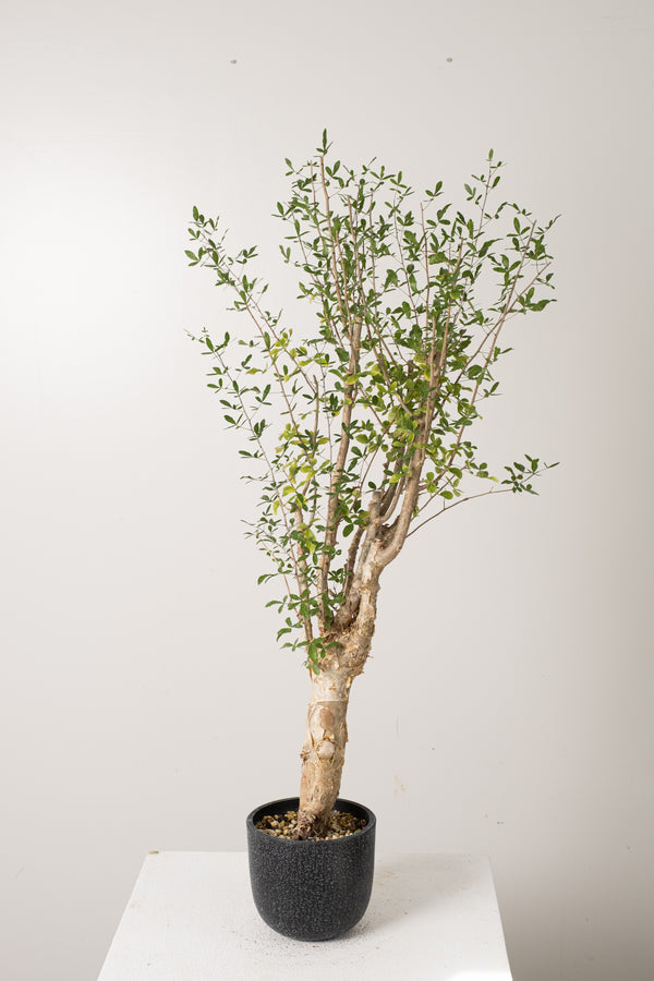 7 発根済  commiphora humbertii　コミフォラ フンベルティ