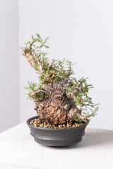 200 発根済 Operculicarya Pachypus オペルクリカリア・パキプス