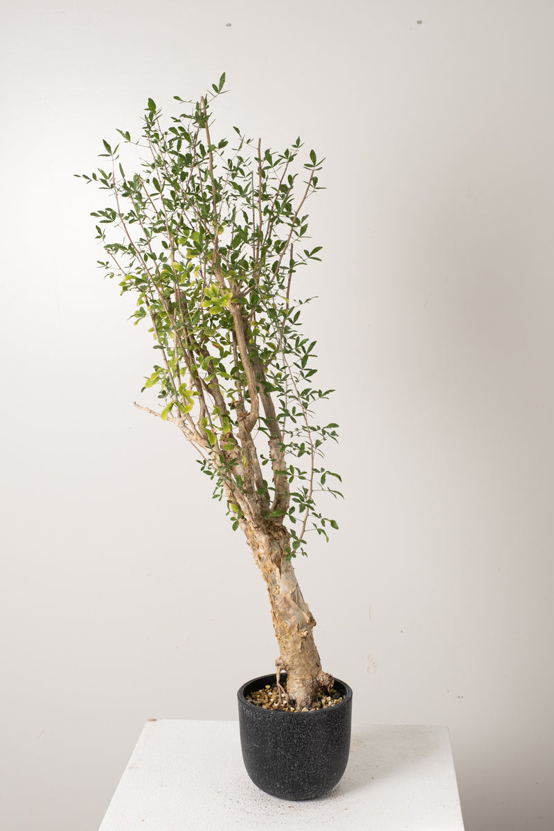 7 発根済  commiphora humbertii　コミフォラ フンベルティ