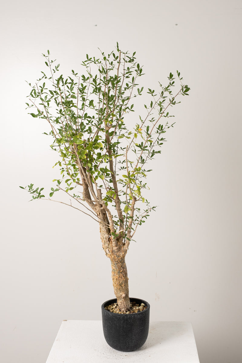 7 発根済  commiphora humbertii　コミフォラ フンベルティ
