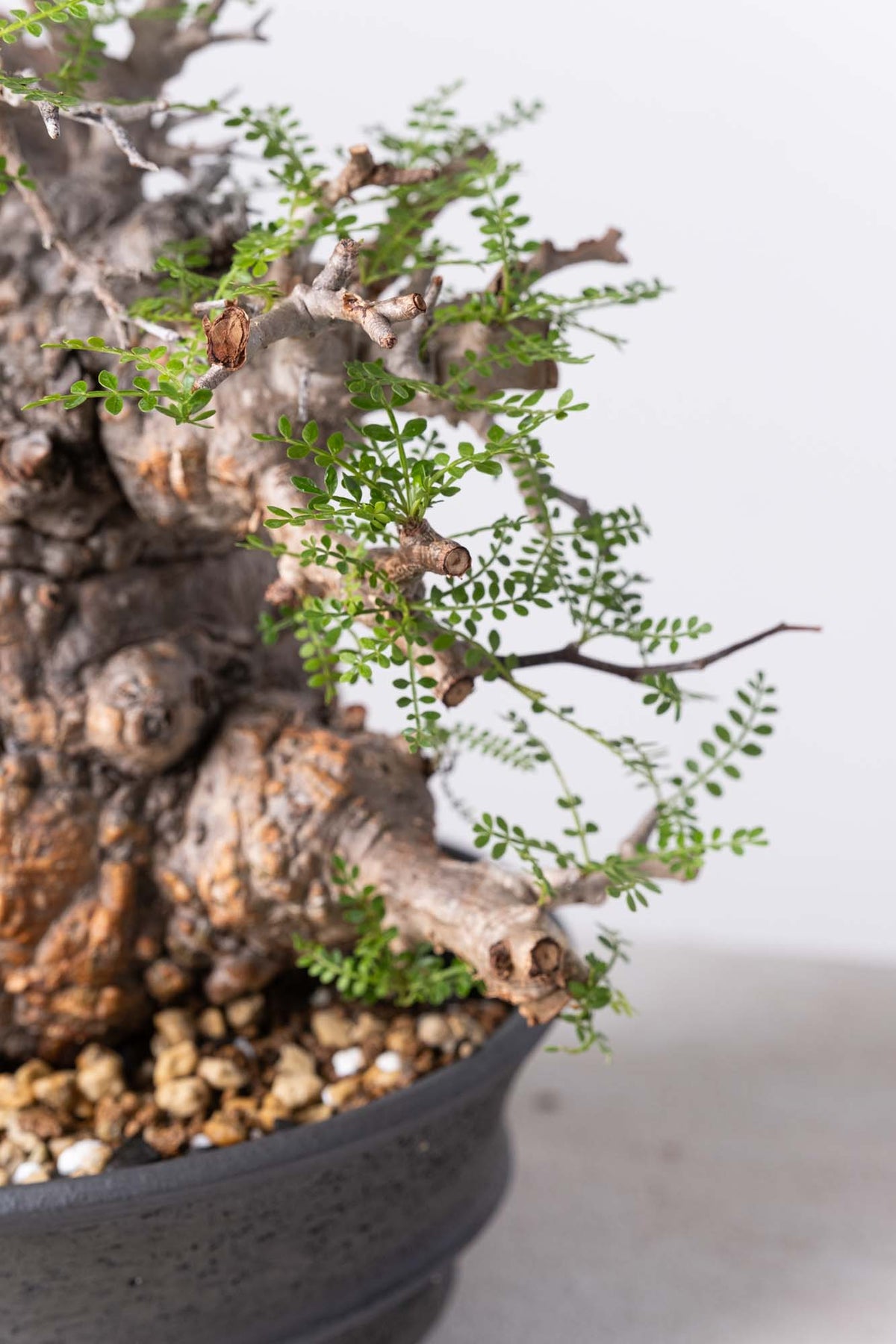 BP96 オペルクリカリア パキプス ベアルート株 ベアルート株009】 Operculicarya pachypus オペルクリカリア パキプス