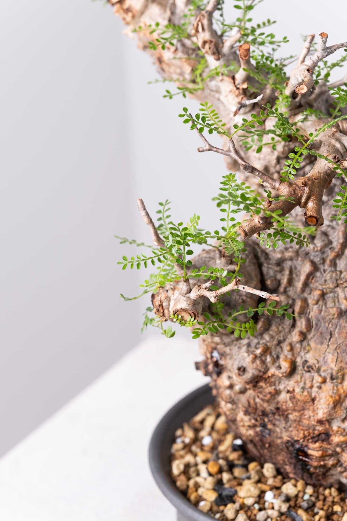 発根済）Operculicarya pachypus オペルクリカリア パキプス 200 発根済 Operculicarya Pachypus オペルクリカリア・パキプス – KOMO