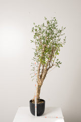 7 発根済  commiphora humbertii　コミフォラ フンベルティ