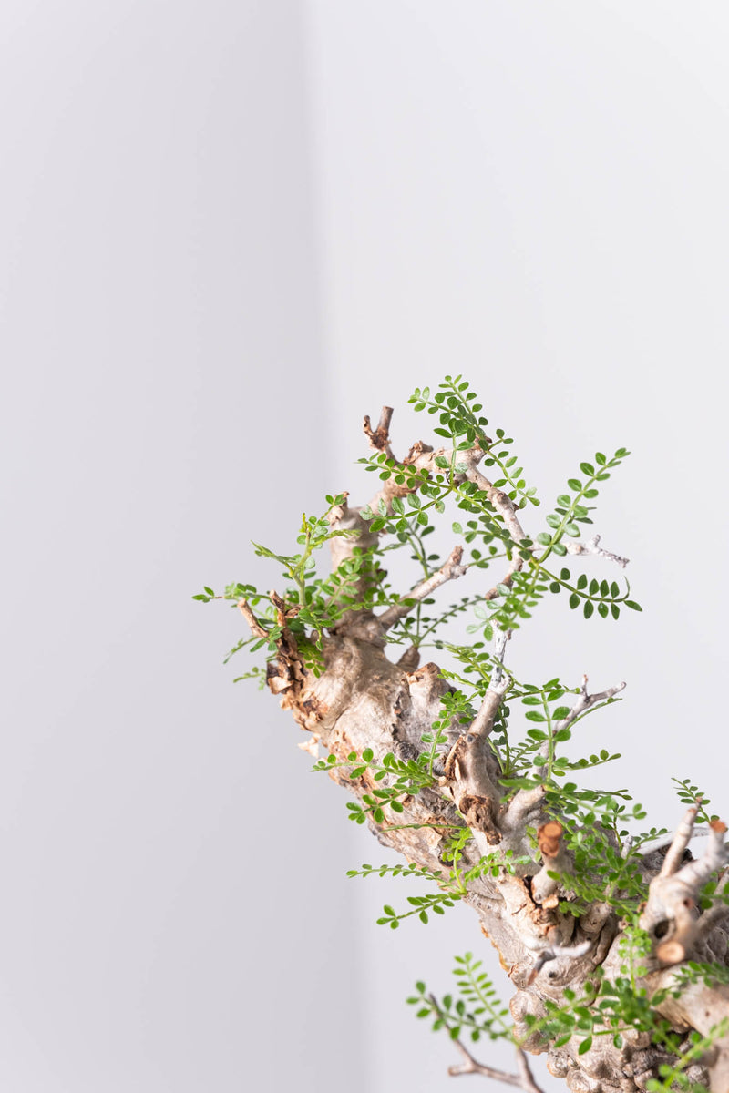 200 発根済 Operculicarya Pachypus オペルクリカリア・パキプス