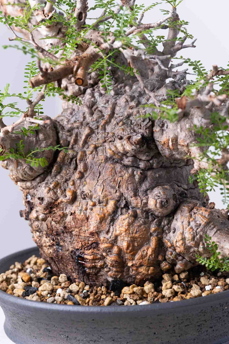 200 発根済 Operculicarya Pachypus オペルクリカリア・パキプス