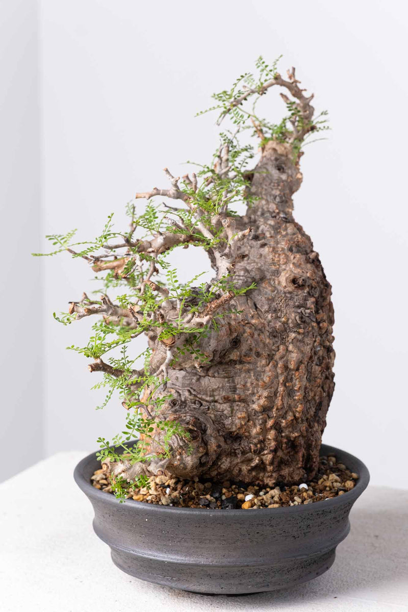 200 発根済 Operculicarya Pachypus オペルクリカリア・パキプス