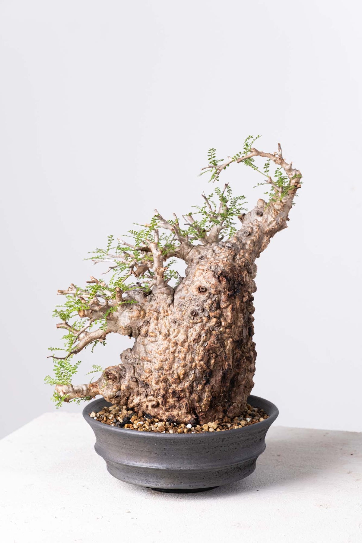 オペルクリカリア パキプス Operculicarya　Pachypus Operculicarya Pachypus オペルクリカリア・パキプス – Caudex