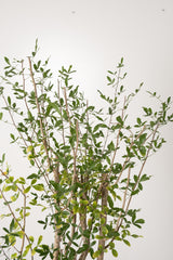 7 発根済  commiphora humbertii　コミフォラ フンベルティ