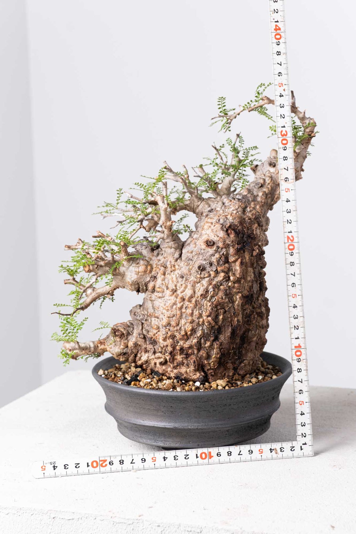 200粒種オペルクリカリア パキプスOperculicarya pachypus 200 発根済 Operculicarya Pachypus オペルクリカリア・パキプス – KOMO