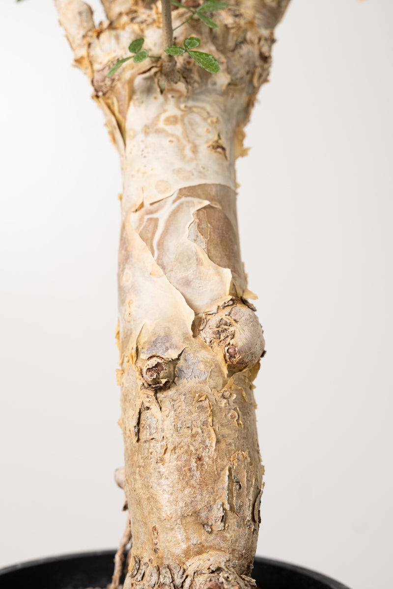 7 発根済  commiphora humbertii　コミフォラ フンベルティ