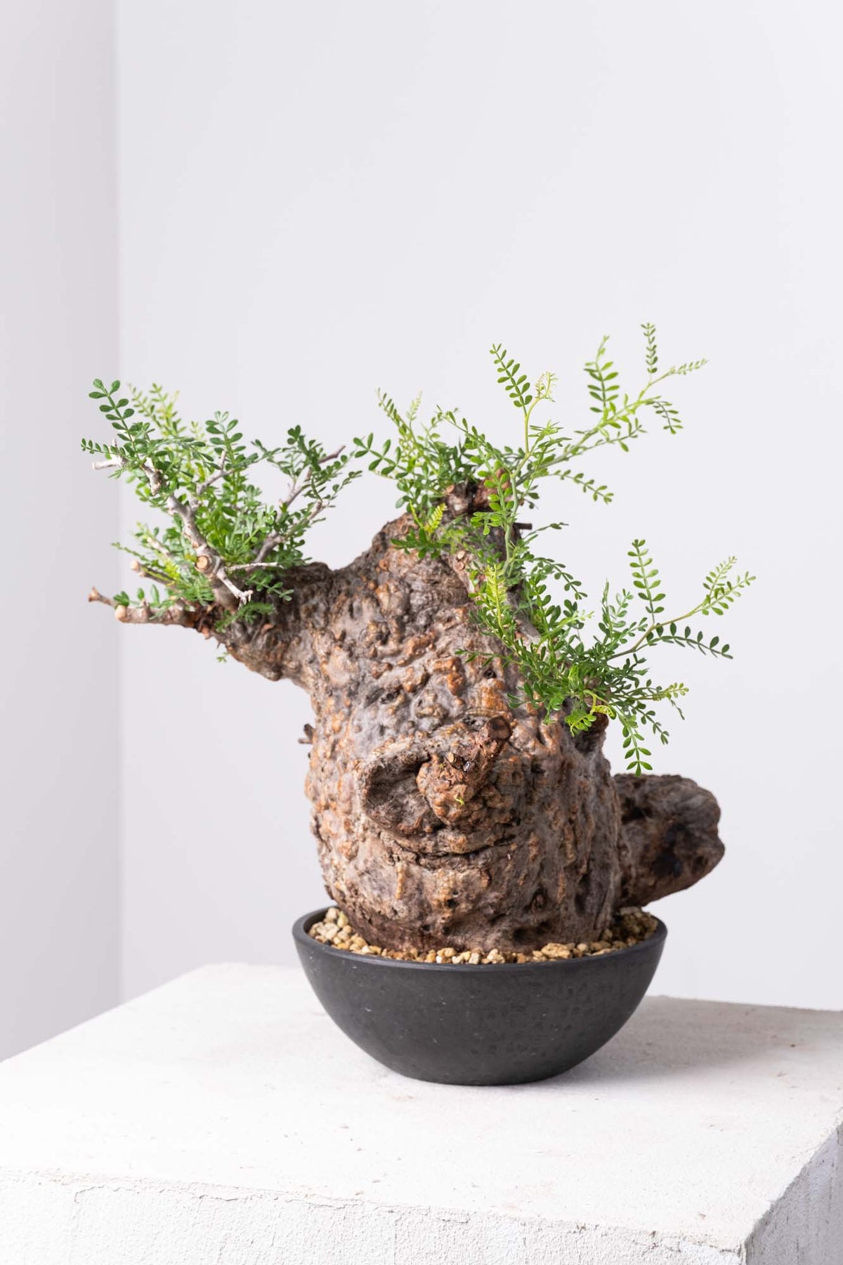 【塊根植物】オペルクリカリア　パキプス【植え込んだばかり・未発根株・Operculicarya pachypus】 オペルクリカリア・パキプス ⁄ OPERCULICARYA PACHYPUS \u2013 KOMO