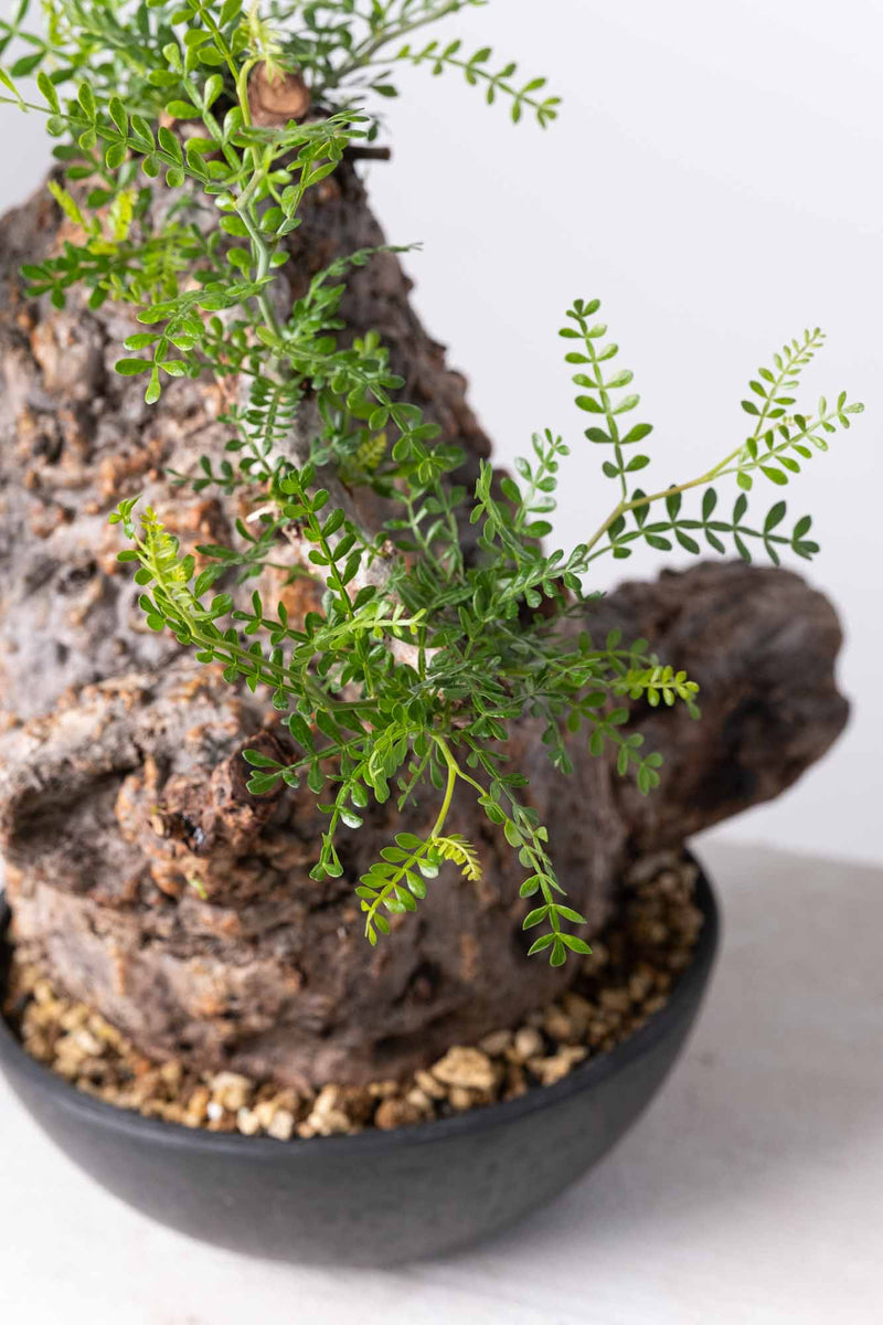 201 発根済 Operculicarya Pachypus オペルクリカリア・パキプス