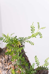 201 発根済 Operculicarya Pachypus オペルクリカリア・パキプス