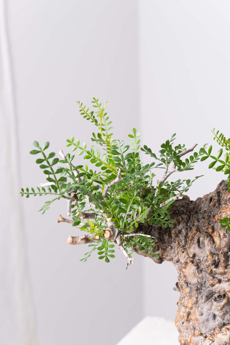 201 発根済 Operculicarya Pachypus オペルクリカリア・パキプス