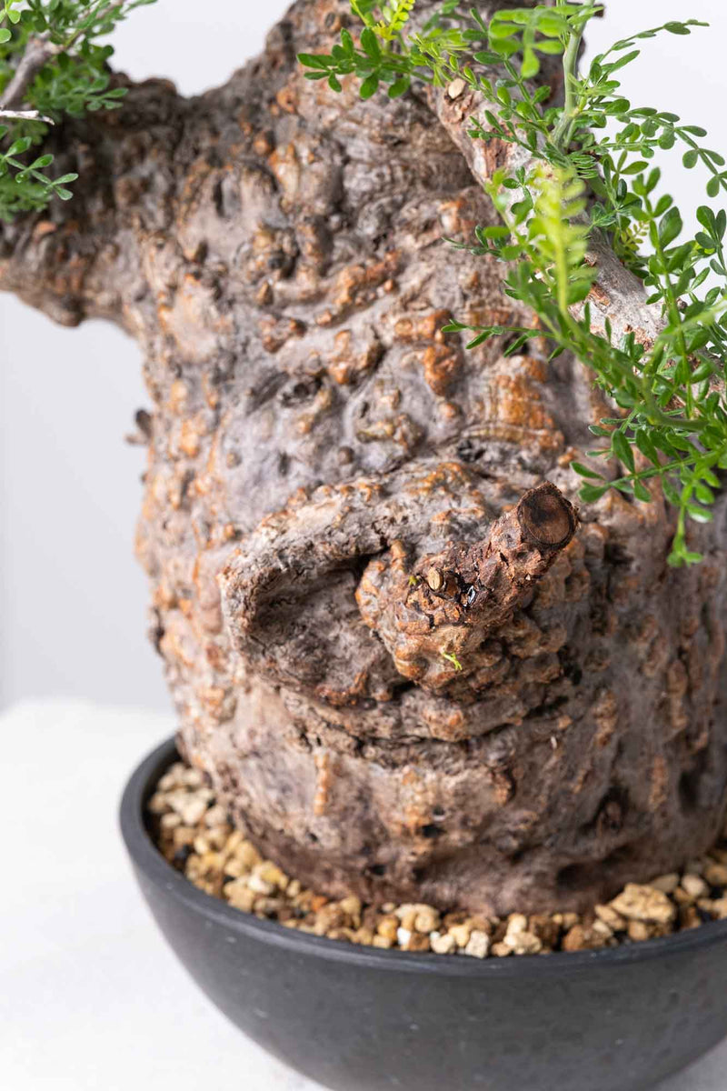 201 発根済 Operculicarya Pachypus オペルクリカリア・パキプス