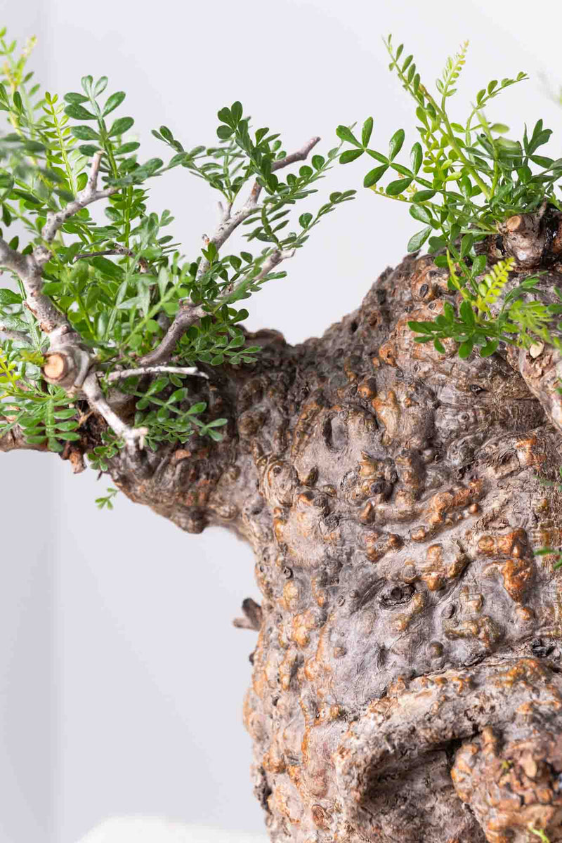 201 発根済 Operculicarya Pachypus オペルクリカリア・パキプス