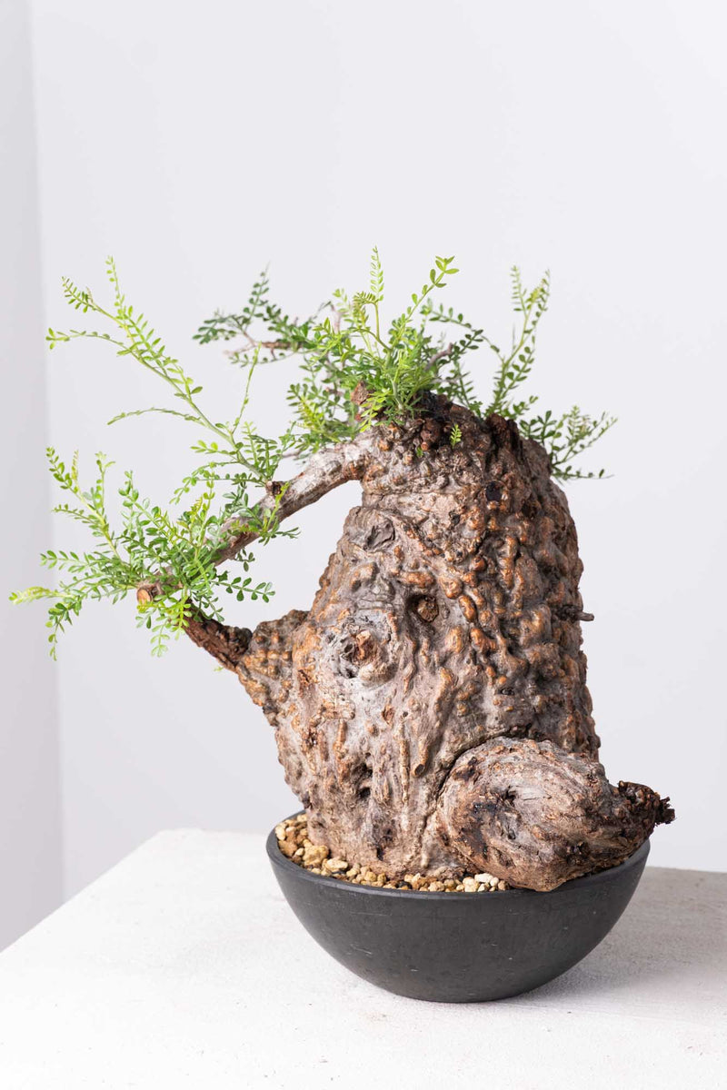 201 発根済 Operculicarya Pachypus オペルクリカリア・パキプス