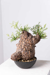 201 発根済 Operculicarya Pachypus オペルクリカリア・パキプス