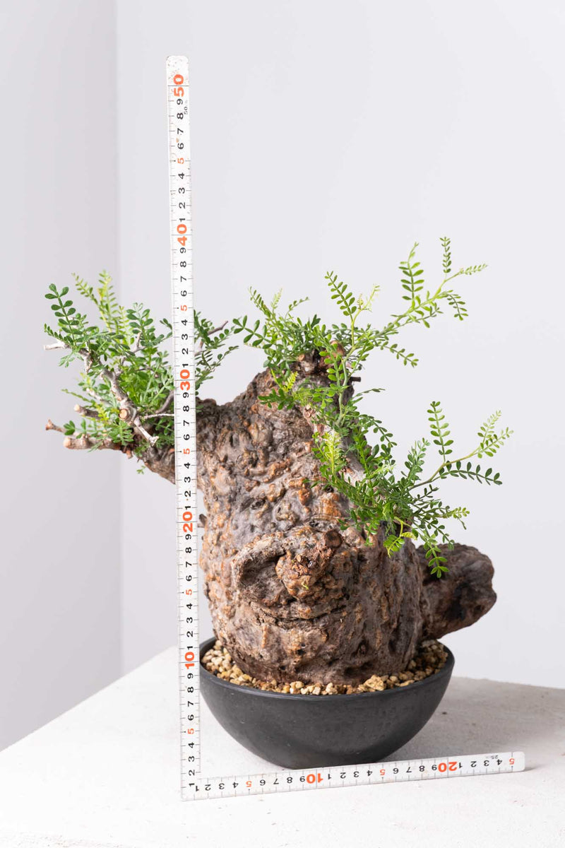 201 発根済 Operculicarya Pachypus オペルクリカリア・パキプス