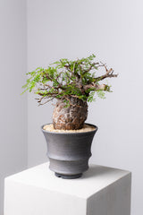 みやび鉢 KDL-03 KOMO.DRY限定 オリジナル Φ21