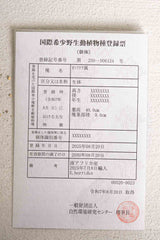 23 エンセファラルトス・ホリダス
