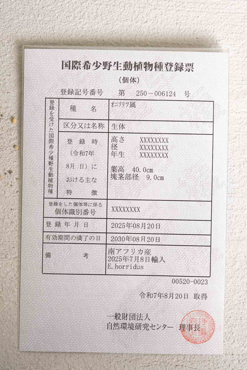 23 エンセファラルトス・ホリダス