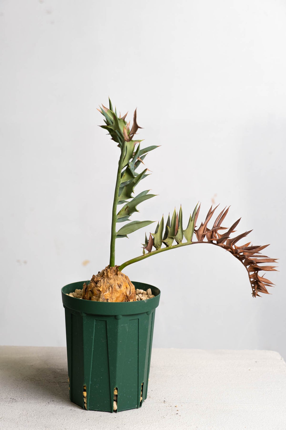 07 エンセファラルトス・ホリダス – KOMO