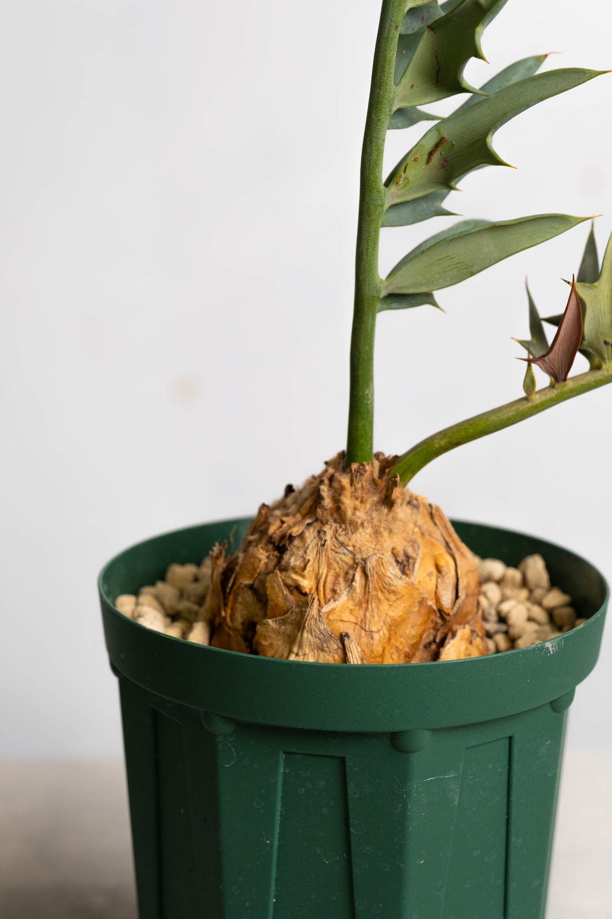 07 エンセファラルトス・ホリダス – KOMO