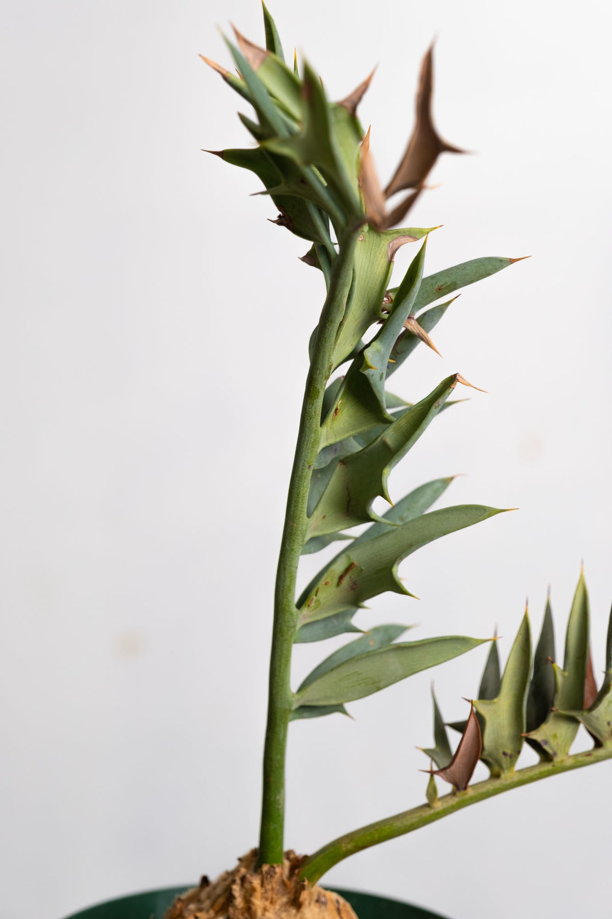 DSCF6010_4b03eb39-387a-4ce3-