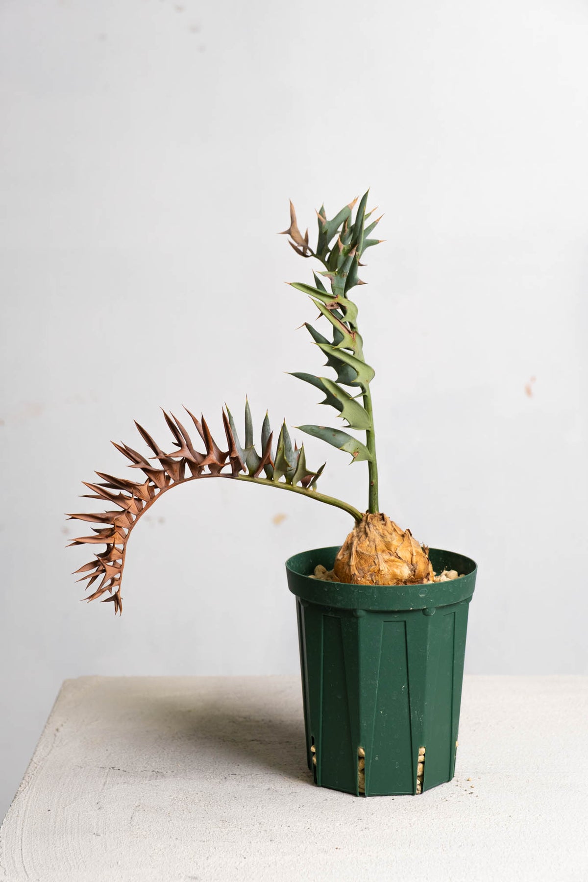 07 エンセファラルトス・ホリダス – KOMO