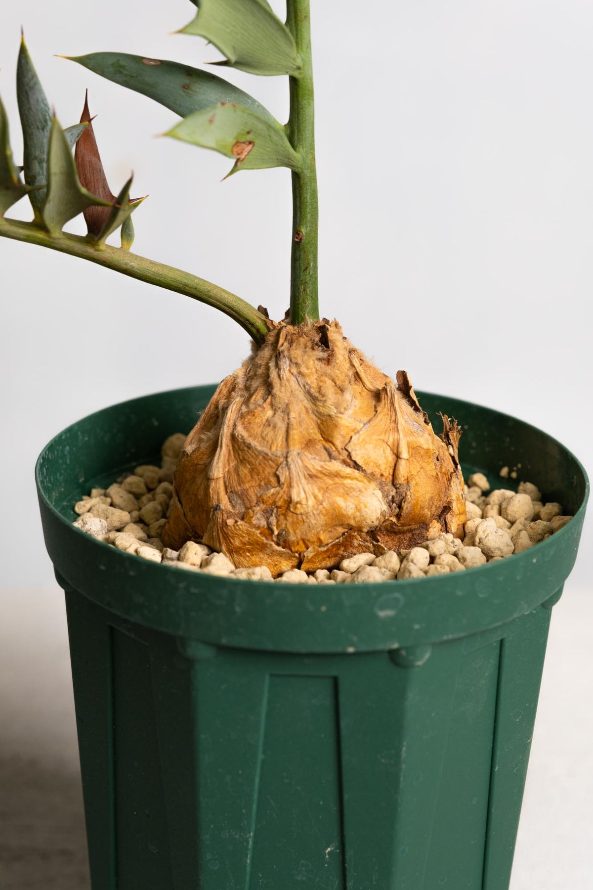 07 エンセファラルトス・ホリダス – KOMO