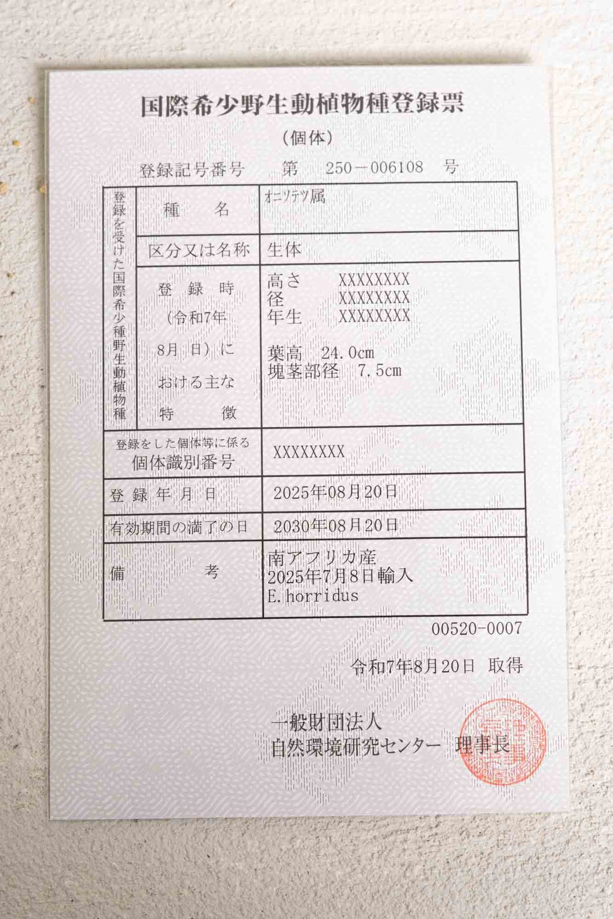 07 エンセファラルトス・ホリダス – KOMO