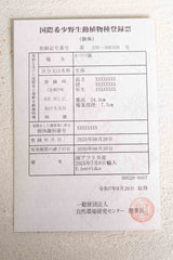 07 エンセファラルトス・ホリダス