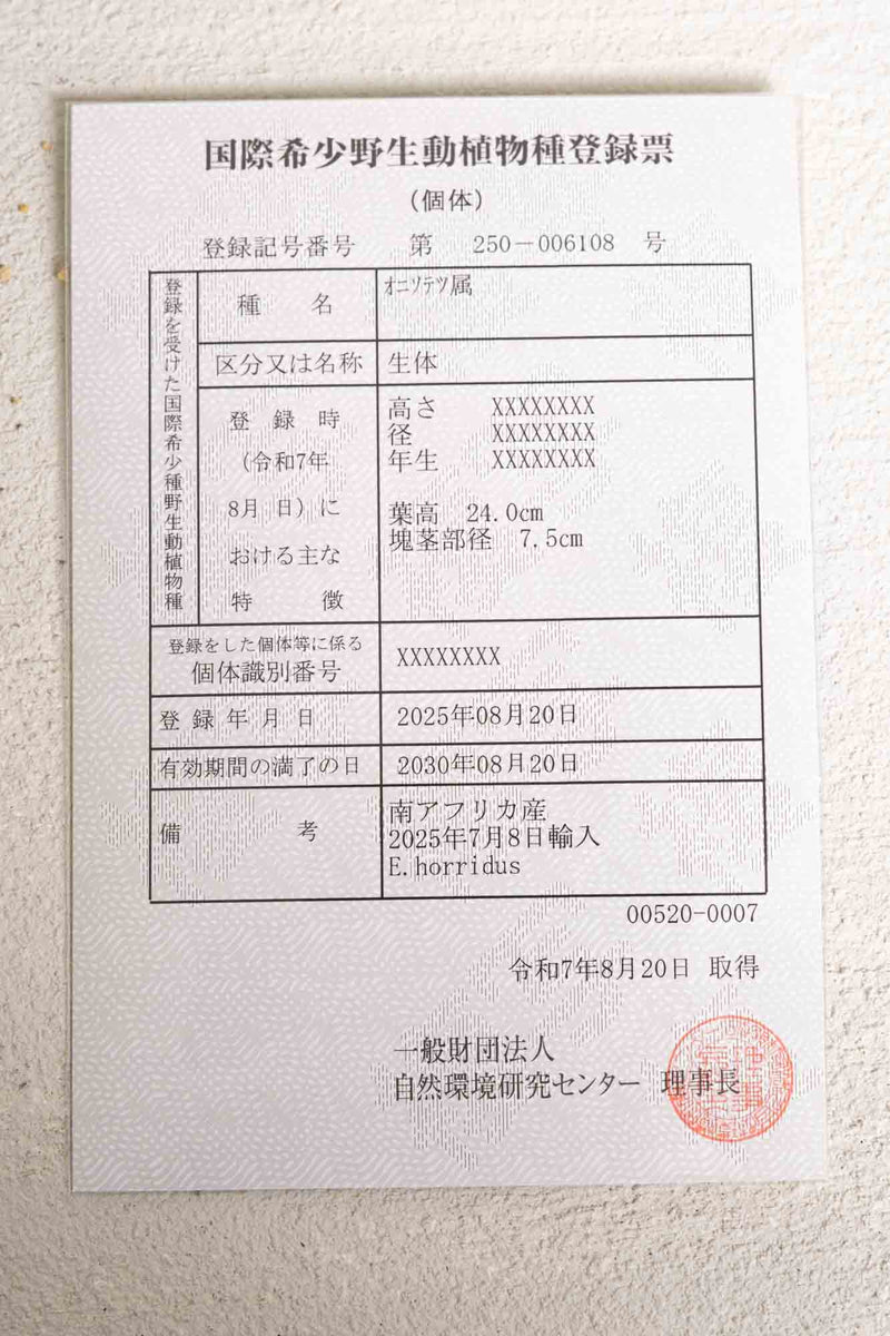 07 エンセファラルトス・ホリダス
