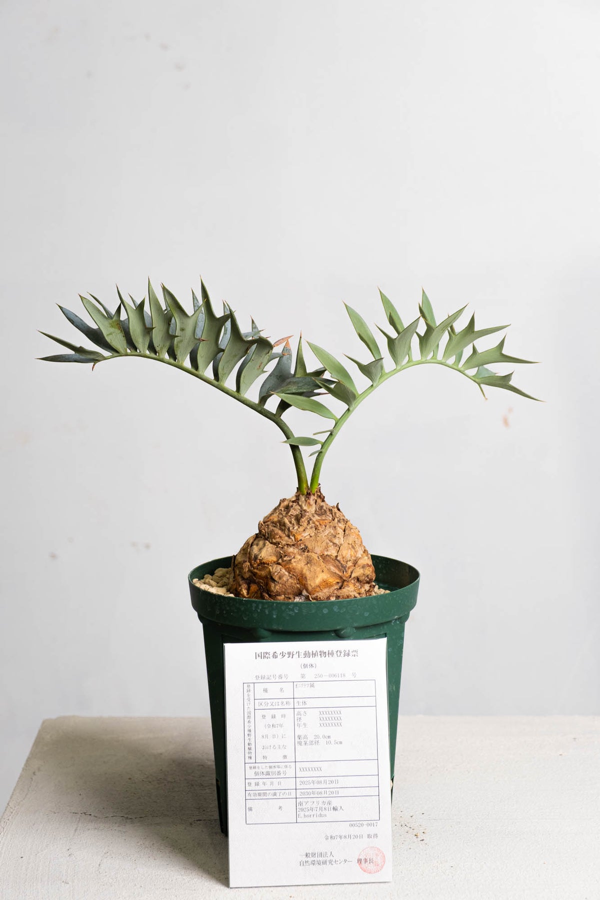 DSCF6017_556818f5-5ac9-4a21-