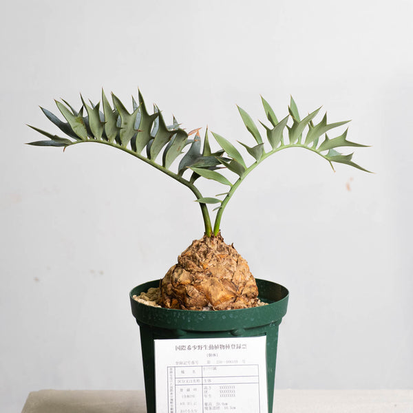 エンセファルトス　ホリダス　17 DSCF6017_556818f5-5ac9-4a21-