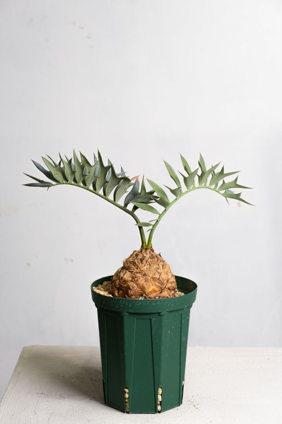 17 エンセファラルトス・ホリダス – KOMO